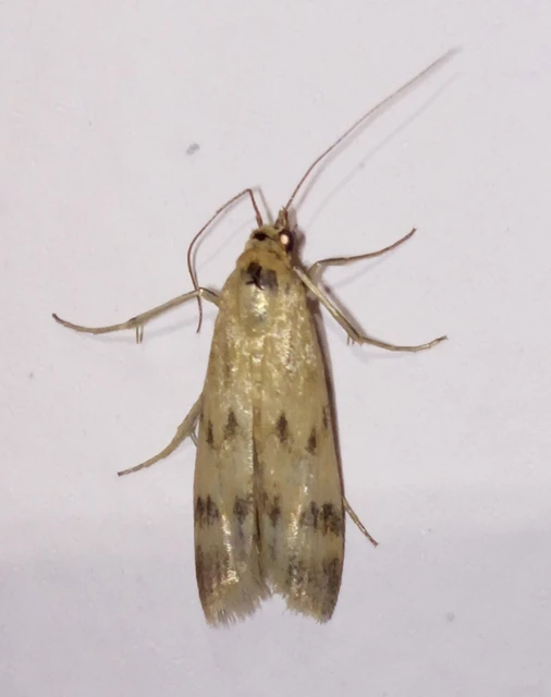 Homoeosoma sinuella - agyagsárga karcsúmoly