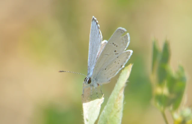 Celastrina argiolus - bengeboglárka