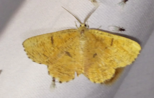 Angerona prunaria - sárga kökényaraszoló