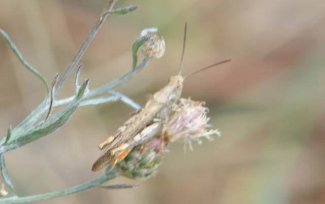 Chorthippus (Glyptobothrus) (subgenus)