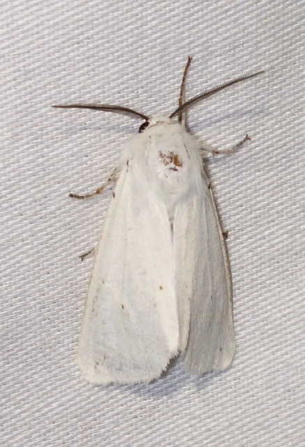 Spilosoma lubricipedum/urticae