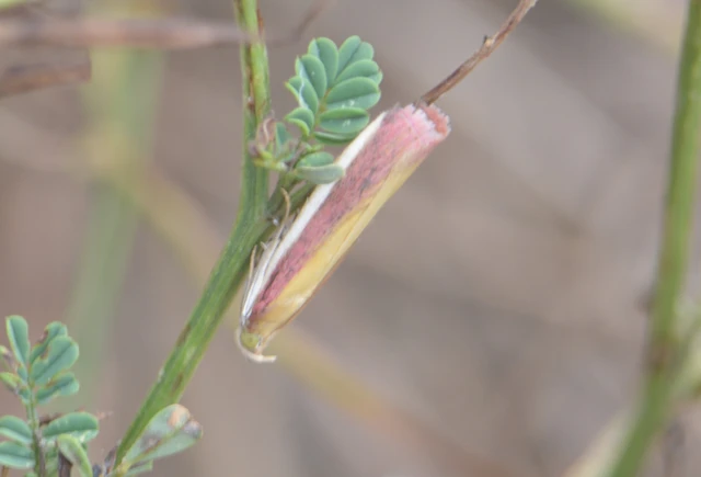 Oncocera semirubella - lucernamoly