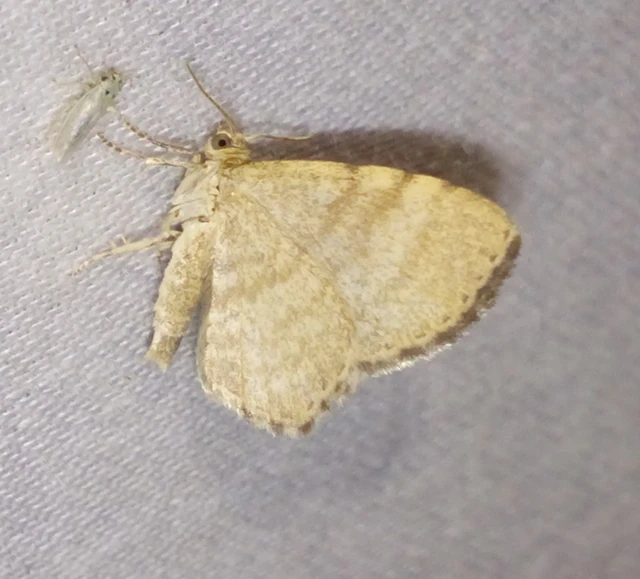Euchoeca nebulata - barnás égeraraszoló