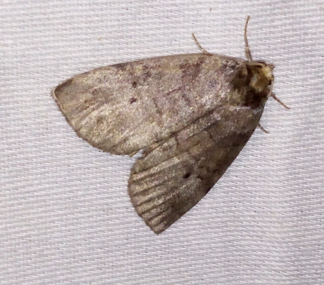 Ochropacha duplaris - égerlevél-pihésszövő