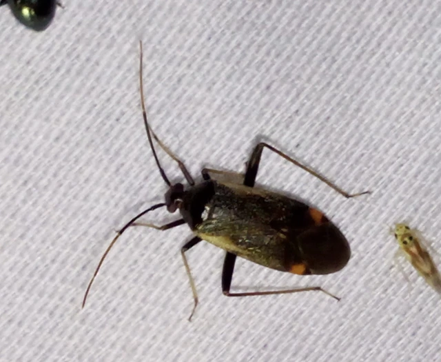 Adelphocoris seticornis - szegélyes mezeipoloska