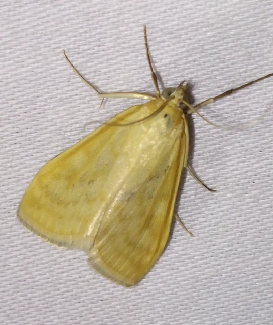Sitochroa verticalis - világossárga dudvamoly