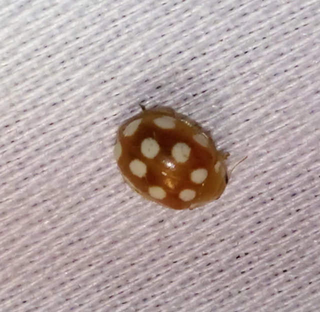Vibidia duodecimguttata - tizenkétcseppes füsskata