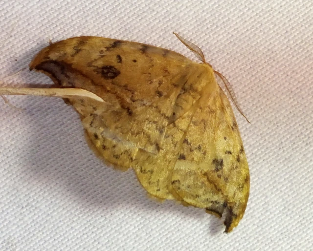 Drepana falcataria - nyárfa-sarlósszövő