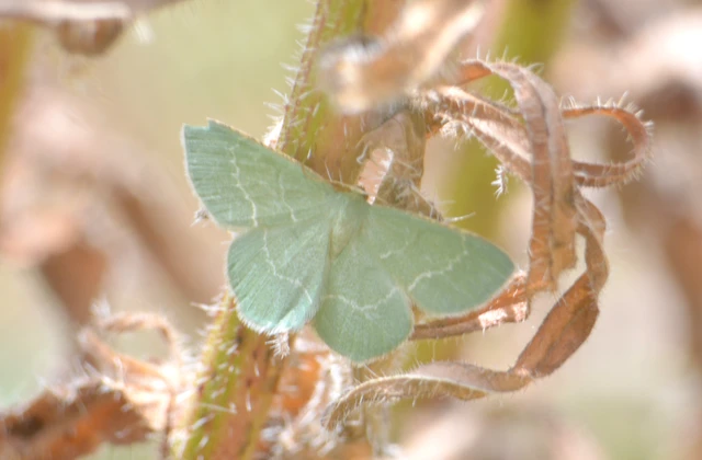 Chlorissa cloraria - sárgászöld araszoló