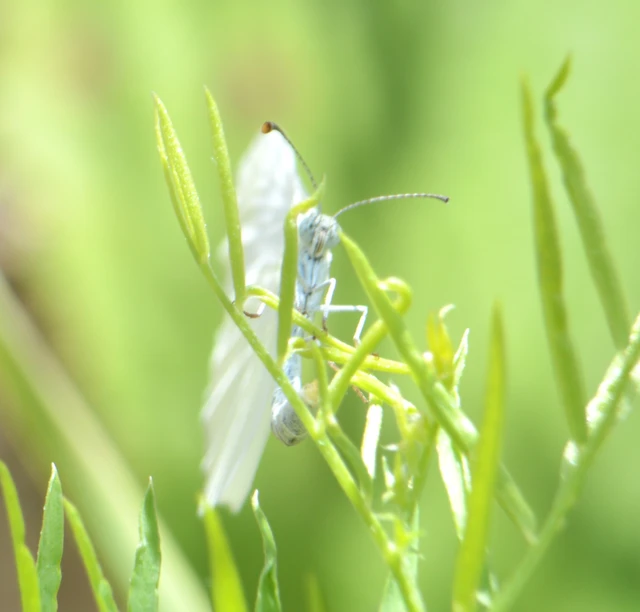 Leptidea sinapis - mustárlepke