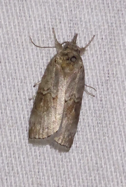 Nycteola asiatica - nyárfa-trapézbagoly