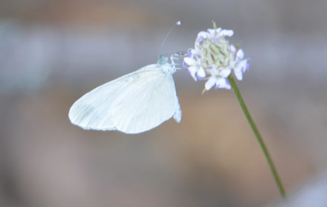 Leptidea sinapis - mustárlepke