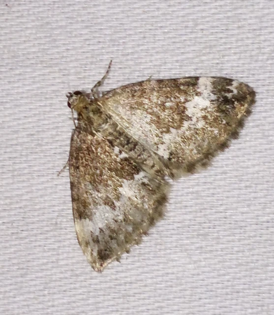 Perizoma alchemillata - árvacsalán-araszoló