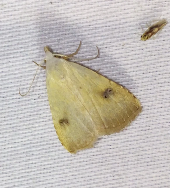 Rivula sericealis - selymes lórombagoly