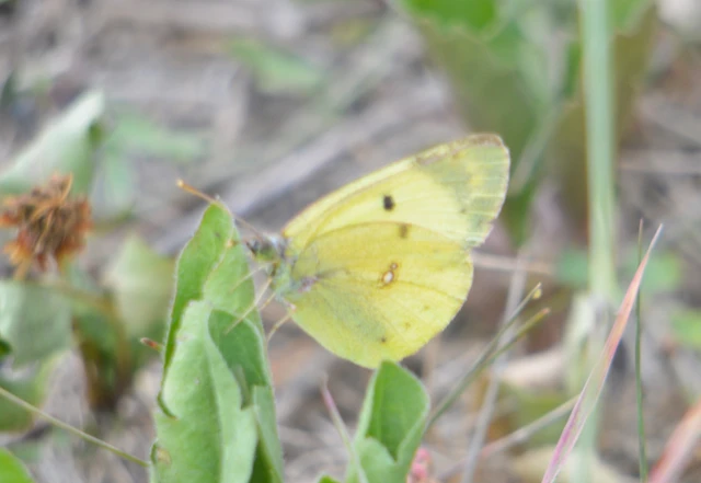Colias hyale - kéneslepke