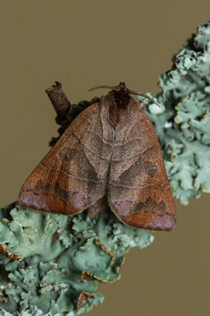 Clostera anastomosis - barna levélszövő