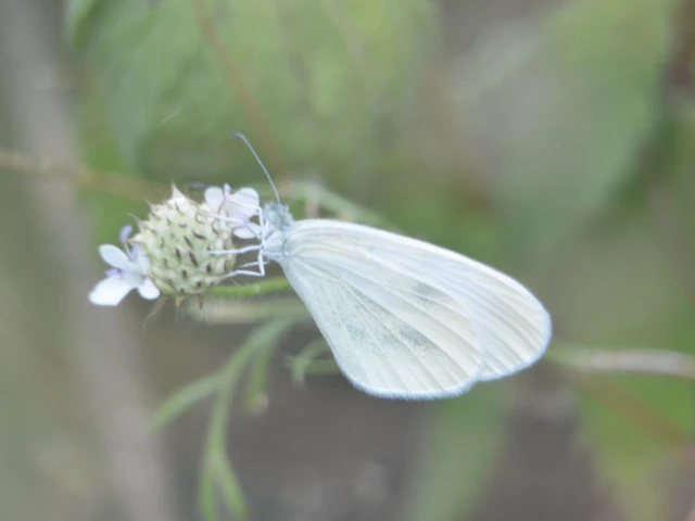 Leptidea sinapis - mustárlepke