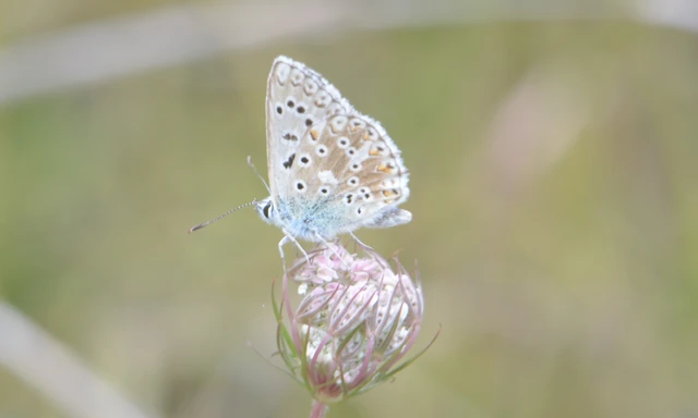Polyommatus coridon - ezüstkék boglárka