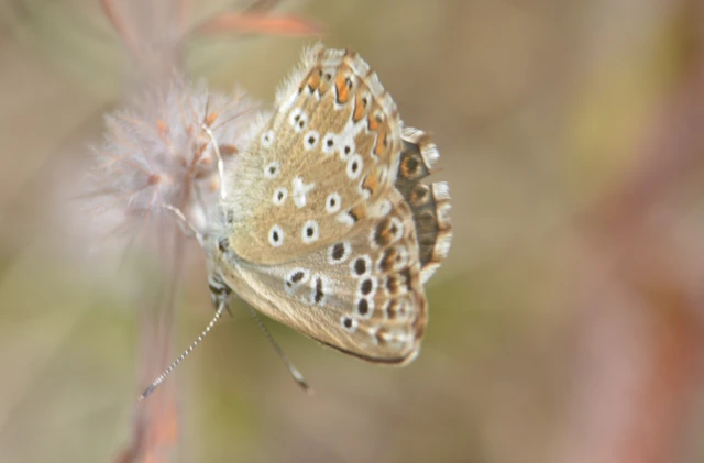 Polyommatus coridon - ezüstkék boglárka