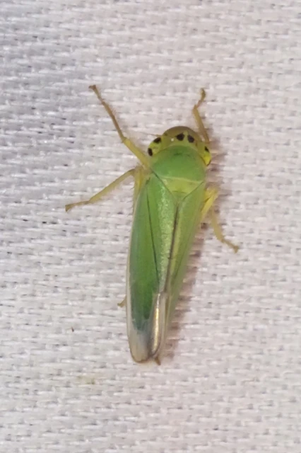 Cicadella viridis - méregzöld kabóca