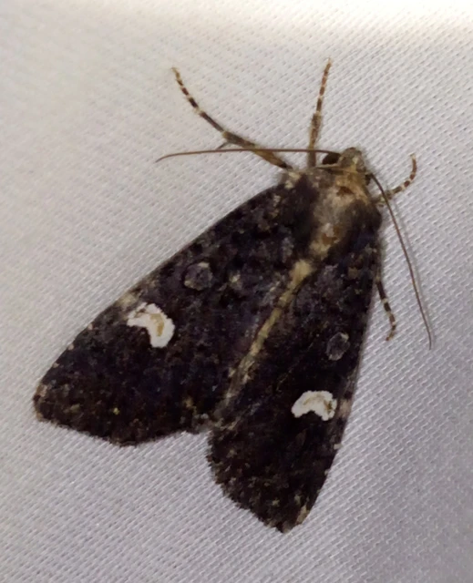 Melanchra persicariae - fehérfoltos kertibagoly