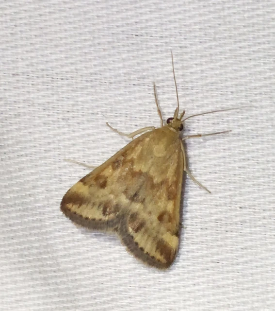 Pyrausta despicata - réti bíbormoly