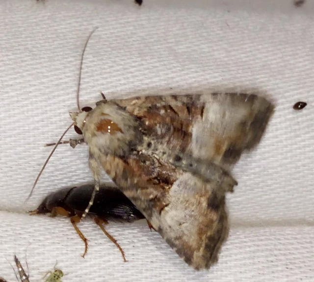 Mesoligia furuncula - kétszínű dudvabagoly Mesoligia furuncula - kétszínű dudvabagoly