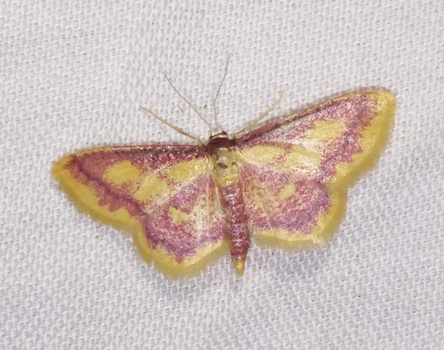 Idaea muricata - mocsári pirosaraszoló