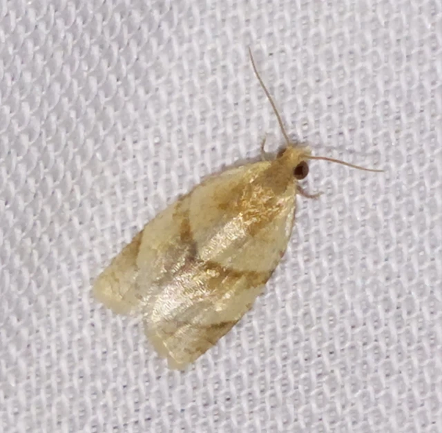 Clepsis rurinana - fakó sodrómoly