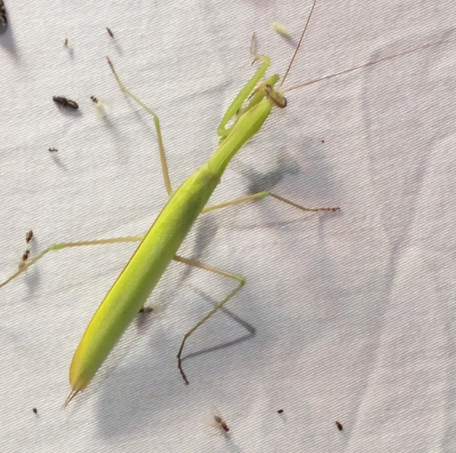 Mantis religiosa - imádkozósáska