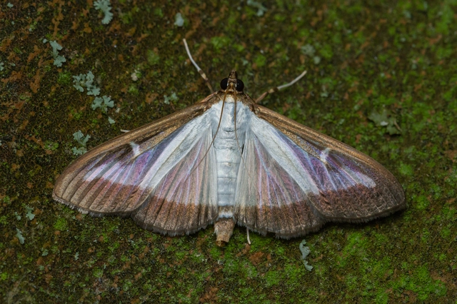 Cydalima perspectalis - puszpáng-tűzmoly