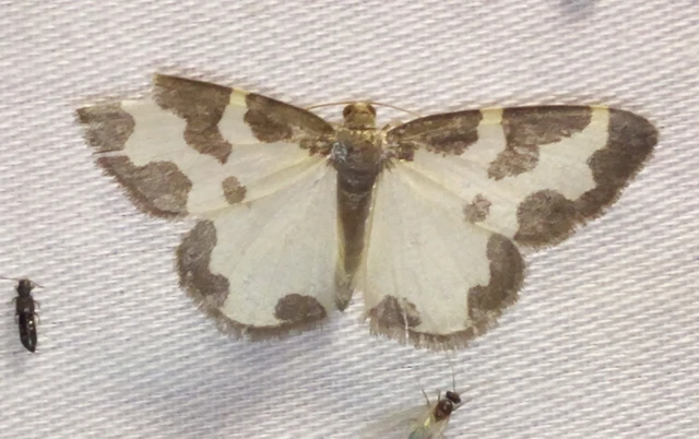 Lomaspilis marginata - szegélyes nyárfaaraszoló