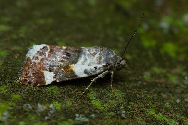 Acontia lucida - fehér nappalibagoly