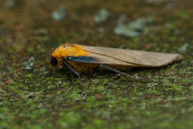Lithosia quadra - négypettyes zuzmószövő