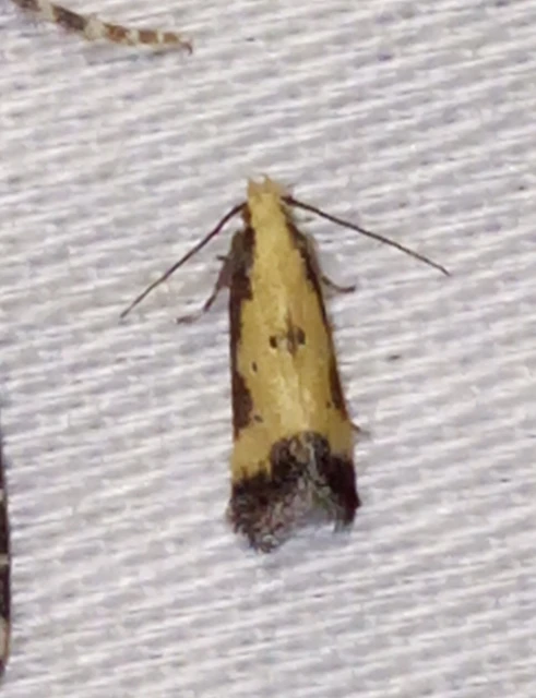 Brachmia dimidiella - citromkocsord-lápimoly