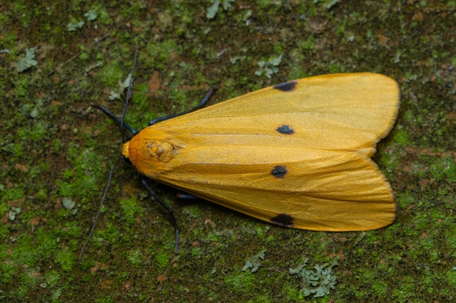 Lithosia quadra - négypettyes zuzmószövő