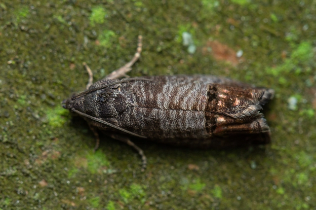 Cydia pomonella - almamoly