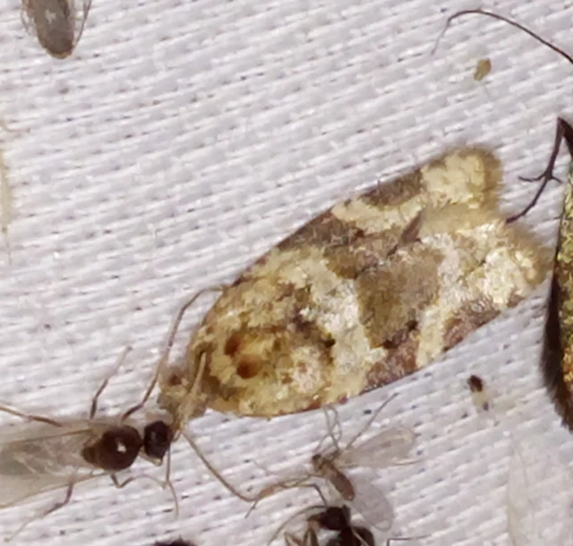 Argyrotaenia ljungiana - ékes sodrómoly
