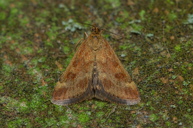Pyrausta despicata - réti bíbormoly