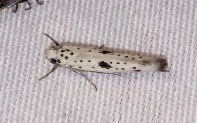 Yponomeuta plumbella - pókhálós bengemoly