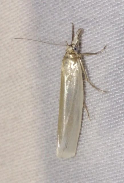 Selagia argyrella - ezüstös karcsúmoly