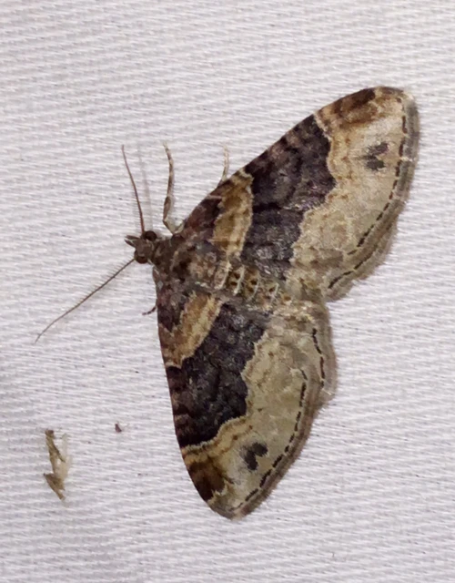 Xanthorhoe ferrugata - kerti tarkaaraszoló Xanthorhoe ferrugata - kerti tarkaaraszoló