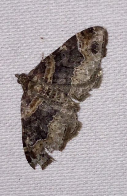 Xanthorhoe ferrugata - kerti tarkaaraszoló Xanthorhoe ferrugata - kerti tarkaaraszoló