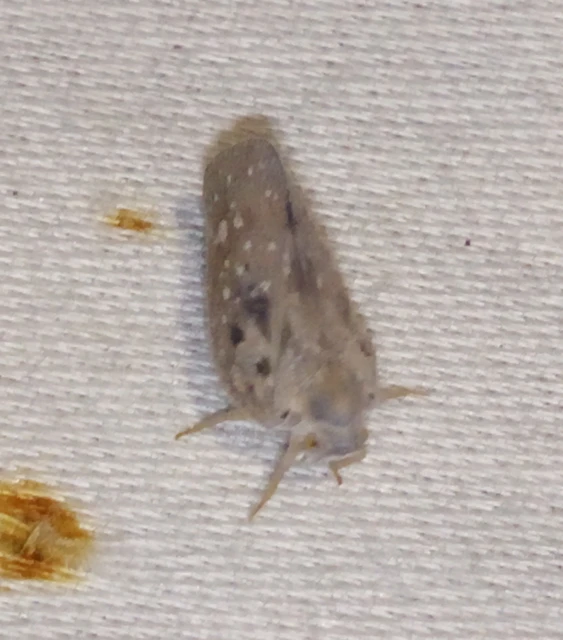 Metcalfa pruinosa - amerikai lepkekabóca