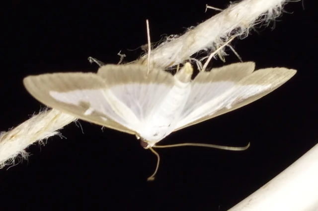 Cydalima perspectalis - puszpáng-tűzmoly