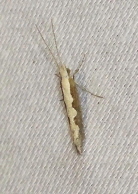 Plutella xylostella - káposztamoly