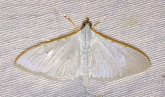 Palpita vitrealis - hófehér tűzmoly