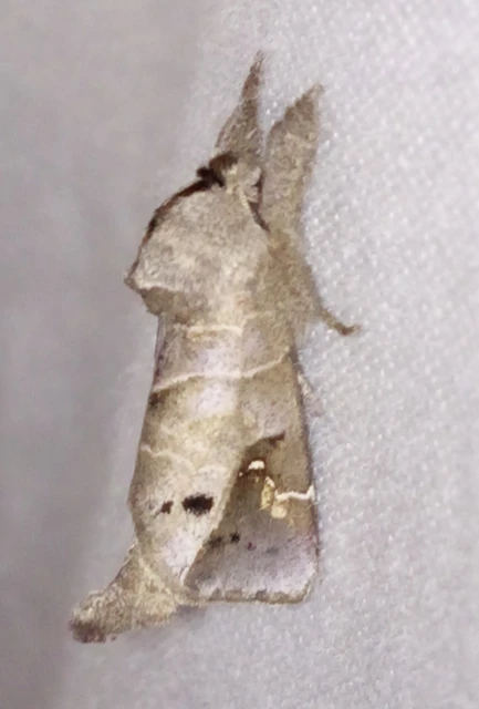 Clostera anachoreta - tarka levélszövő