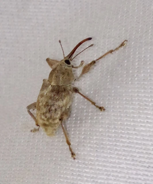 Curculio elephas - gesztenyezsuzsóka