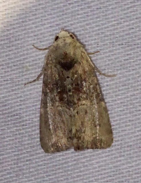 Mesoligia furuncula - kétszínű dudvabagoly Mesoligia furuncula - kétszínű dudvabagoly